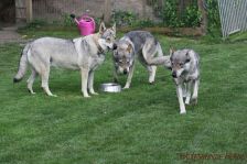 Kalli, Chunami und Pepples