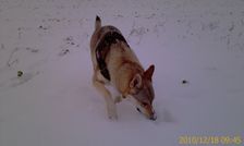 Tschechoslowakische(r) Wolfhund(e) <br /><br />
Chayya am 18.12.2010 