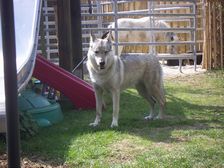 Tschechoslowakische(r) Wolfhund(e) Chayya<br />
September 2010 am  