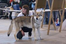 Tschechoslowakische(r) Wolfhund(e) Connor - Sieger in Berlin am 06.11.2011 