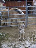 Tschechoslowakische(r) Wolfhund(e) Chayya (Chica) am 28.12.2009 