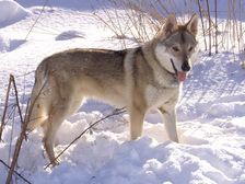 Tschechoslowakische(r) Wolfhund(e) Luna (Cherina) am 19.12.2009 