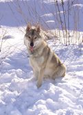 Tschechoslowakische(r) Wolfhund(e) Luna (Cherina) am 19.12.2009 