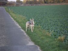 Tschechoslowakische(r) Wolfhund(e) Chayya (Chica) am 29.11.2009 