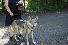 Tschechoslowakische(r) Wolfhund(e) Ylva (Bayana) am 06.08.2009 
