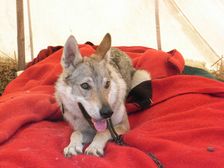 Tschechoslowakische(r) Wolfhund(e) Luna (Cherina) am 27.06.2009 