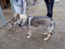 Tschechoslowakische(r) Wolfhund(e) Cazan am 26.02.2009 
