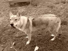 Tschechoslowakische(r) Wolfhund(e) Chayya (Chica) am 07.12.2008 