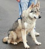 Tschechoslowakische(r) Wolfhund(e) Connor am 01.12.2008 