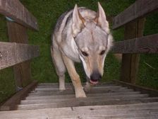 Tschechoslowakische(r) Wolfhund(e) Chayya (Chica) am 12.09.2008 