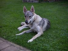 Tschechoslowakische(r) Wolfhund(e) Chayya (Chica) am 12.09.2008 