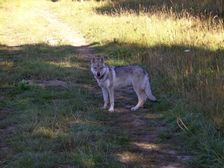 Tschechoslowakische(r) Wolfhund(e) Luna (Cherina) am 22.08.2008 