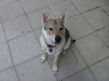Tschechoslowakische(r) Wolfhund(e) Luna (Cherina) am 01.08.2008 
