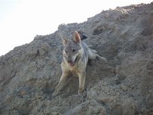 Tschechoslowakische(r) Wolfhund(e) Chayya (Chica) am 13.07.2008 
