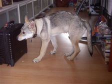 Tschechoslowakische(r) Wolfhund(e) Chayya (Chica) am 27.05.2008 