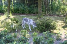 Tschechoslowakische(r) Wolfhund(e) Connor am 25.05.2008 