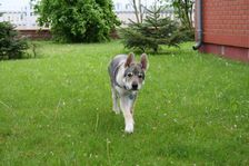 Tschechoslowakische(r) Wolfhund(e) Connor am 18.05.2008 