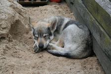 Tschechoslowakische(r) Wolfhund(e) Connor am 02.05.2008 