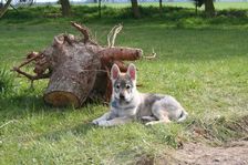 Tschechoslowakische(r) Wolfhund(e) Connor am 13.04.2008 