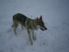 Tschechoslowakische(r) Wolfhund(e) Ylva (Bayana) am 18.11.2007 