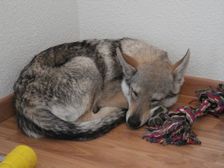 Tschechoslowakische(r) Wolfhund(e) Blaidd am 22.04.2007 