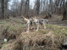Tschechoslowakische(r) Wolfhund(e) Blaidd und Bakira am 18.04.2007 