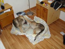 Tschechoslowakische(r) Wolfhund(e) Bakira am 18.04.2007 