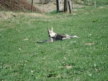Tschechoslowakische(r) Wolfhund(e) Blaidd am 17.04.2007 