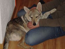 Tschechoslowakische(r) Wolfhund(e) Blaidd am 14.04.2007 