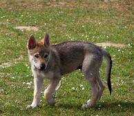 Tschechoslowakische(r) Wolfhund(e) Dajak (Dunbar) am  