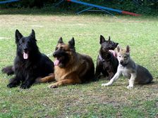 Tschechoslowakische(r) Wolfhund(e) Dajak (Dunbar) mit Kollegen am  