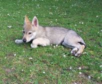 Tschechoslowakische(r) Wolfhund(e) Dajak (Dunbar) am  