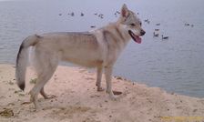 Tschechoslowakische(r) Wolfhund(e) <br /><br />
Chayya (Chica) am 26.06.2011 