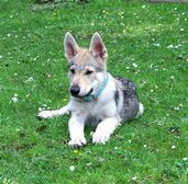 Tschechoslowakische(r) Wolfhund(e) Dajak (Dunbar)<br />
21.06.2011 am  