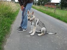 Tschechoslowakische(r) Wolfhund(e) Juma (Djumana) am 21.06.2011 