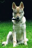 Tschechoslowakische(r) Wolfhund(e) Juma (Djumana) am 08.08.2011 