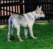 Tschechoslowakische(r) Wolfhund(e) Dajak (Dunbar) am 15.08.2011 