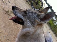 Tschechoslowakische(r) Wolfhund(e) Chayya (Chica) am 28.07.2011 