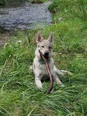 Tschechoslowakische(r) Wolfhund(e) Dajak (Dunbar) am 27.07.2011 