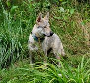 Tschechoslowakische(r) Wolfhund(e) Dajak (Dunbar) am 27.07.2011 