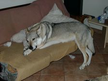 Tschechoslowakische(r) Wolfhund(e) Ylva (Bayana) am 05.07.2011 