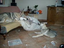 Tschechoslowakische(r) Wolfhund(e) Ylva (Bayana)+Bonny (Dynamite) am 05.07.2011 