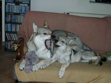Tschechoslowakische(r) Wolfhund(e) Ylva (Bayana)+Bonny (Dynamite) am 05.07.2011 