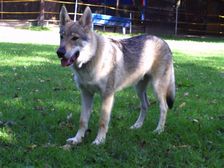 Tschechoslowakische(r) Wolfhund(e) Dajak (Dunbar) am 14.09.2011 