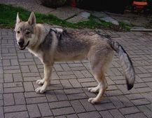 Tschechoslowakische(r) Wolfhund(e) Dajak (Dunbar) am 06.09.2011 