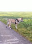 Tschechoslowakische(r) Wolfhund(e) Chayya (Chica) am 13.10.2011 