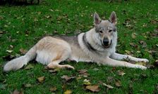 Tschechoslowakische(r) Wolfhund(e) .<br />
Dajak (Dunbar) am 10.10.2011 