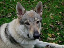 Tschechoslowakische(r) Wolfhund(e) Dajak (Dunbar) am 10.10.2011 