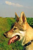 Tschechoslowakische(r) Wolfhund(e) Juma (Djumana) am 18.09.2011 