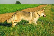 Tschechoslowakische(r) Wolfhund(e) Juma (Djumana) am 18.09.2011 